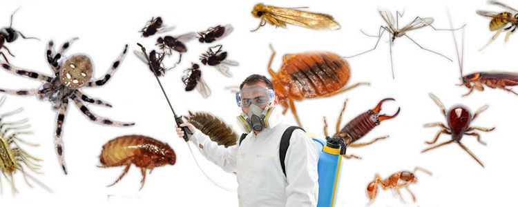 Tüm Böçek ve Haşera Türlerine karşı ilaçlama servisi