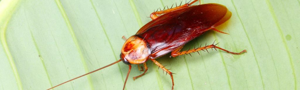 Kalorifer Böceği İlaçlama